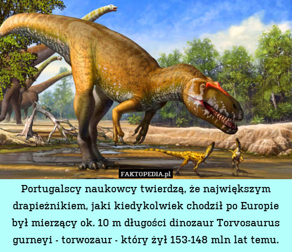 Portugalscy naukowcy twierdzą, że największym drapieżnikiem, jaki kiedykolwiek chodził po Europie był mierzący ok. 10 m długości dinozaur Torvosaurus gurneyi - torwozaur - który żył 153-148 mln lat temu. 