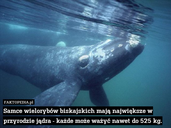 Samce wielorybów biskajskich mają największe w przyrodzie jądra - każde może ważyć nawet do 525 kg. 