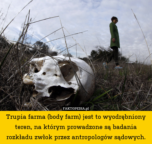 Trupia farma (body farm) jest to wyodrębniony teren, na którym prowadzone są badania rozkładu zwłok przez antropologów sądowych. 