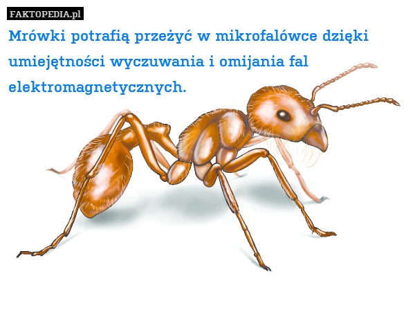 Mrówki potrafią przeżyć w mikrofalówce dzięki umiejętności wyczuwania i omijania fal elektromagnetycznych. 