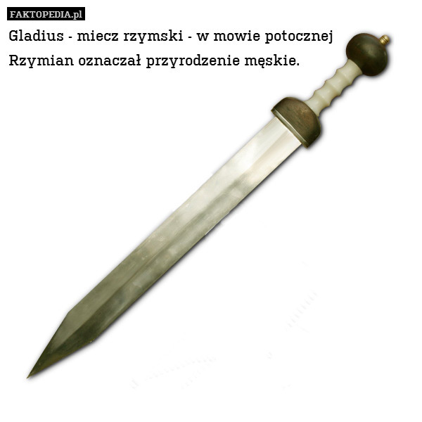 Gladius - miecz rzymski - w mowie potocznej
Rzymian oznaczał przyrodzenie męskie. 