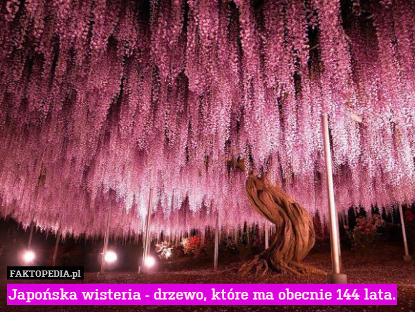 Japońska wisteria - drzewo, które ma obecnie 144 lata. 