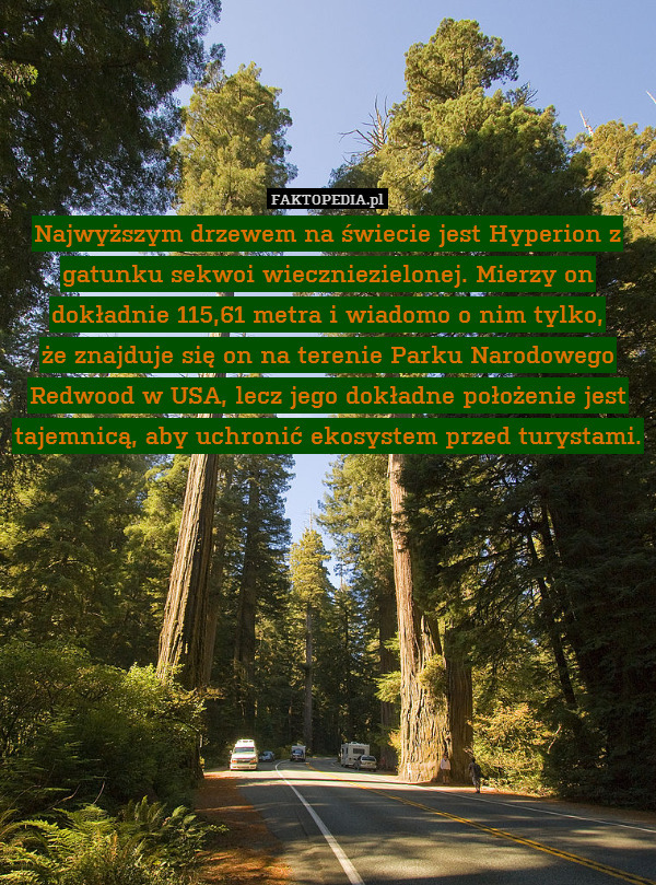 Najwyższym drzewem na świecie jest Hyperion z gatunku sekwoi wieczniezielonej. Mierzy on dokładnie 115,61 metra i wiadomo o nim tylko,
że znajduje się on na terenie Parku Narodowego Redwood w USA, lecz jego dokładne położenie jest tajemnicą, aby uchronić ekosystem przed turystami. 