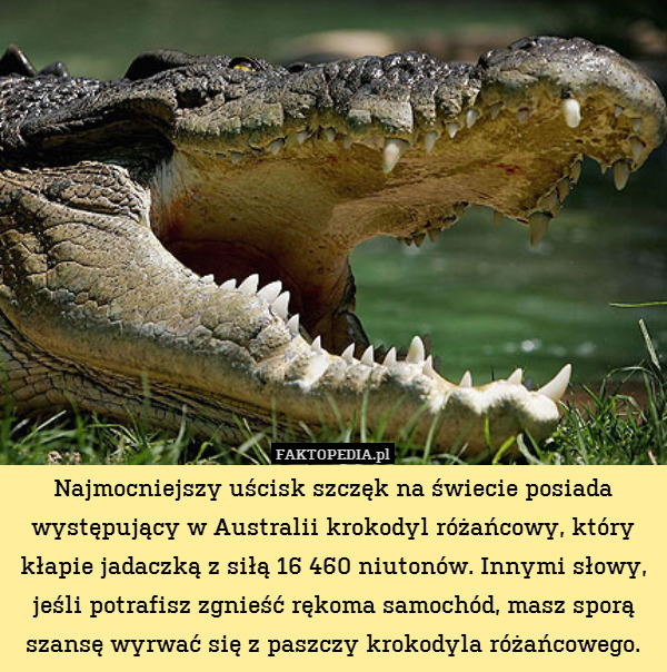 Najmocniejszy uścisk szczęk na świecie posiada występujący w Australii krokodyl różańcowy, który kłapie jadaczką z siłą 16 460 niutonów. Innymi słowy, jeśli potrafisz zgnieść rękoma samochód, masz sporą szansę wyrwać się z paszczy krokodyla różańcowego. 