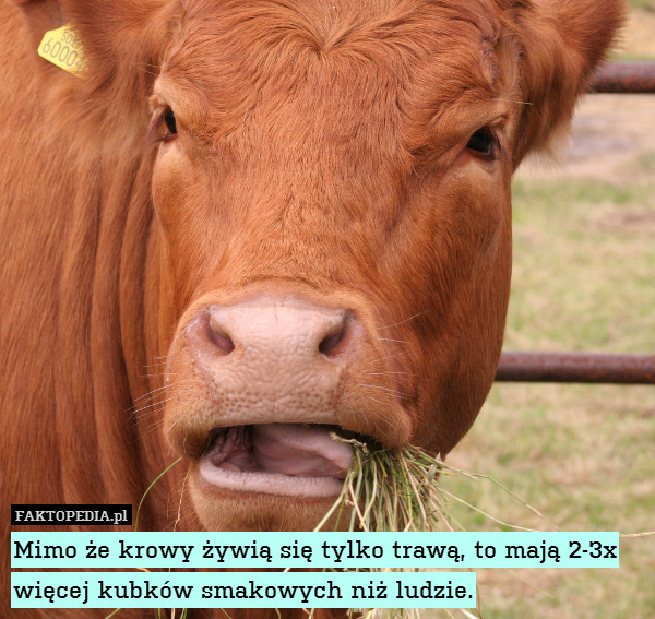 Mimo że krowy żywią się tylko trawą, to mają 2-3x więcej kubków smakowych niż ludzie. 