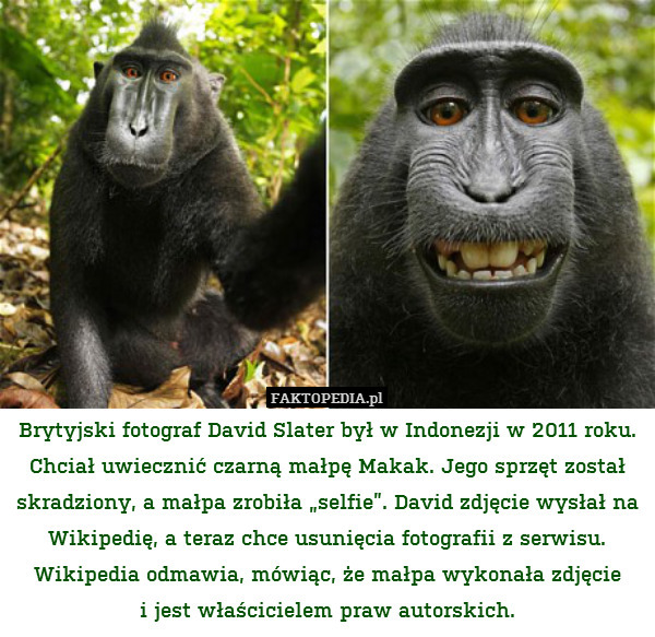Brytyjski fotograf David Slater był w Indonezji w 2011 roku. Chciał uwiecznić czarną małpę Makak. Jego sprzęt został skradziony, a małpa zrobiła „selfie”. David zdjęcie wysłał na Wikipedię, a teraz chce usunięcia fotografii z serwisu. Wikipedia odmawia, mówiąc, że małpa wykonała zdjęcie
i jest właścicielem praw autorskich. 