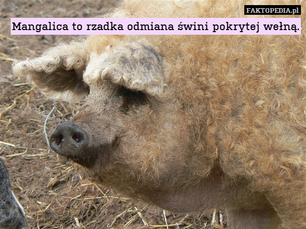 Mangalica to rzadka odmiana świni pokrytej wełną. 