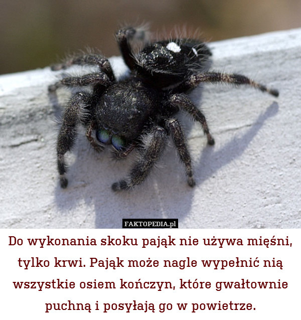 Do wykonania skoku pająk nie używa mięśni, tylko krwi. Pająk może nagle wypełnić nią wszystkie osiem kończyn, które gwałtownie puchną i posyłają go w powietrze. 