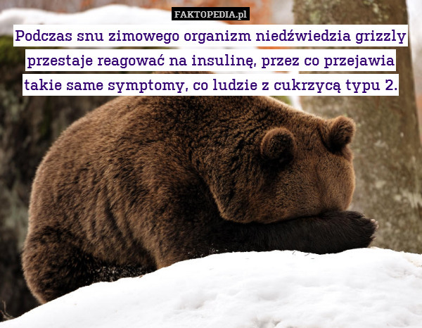 Podczas snu zimowego organizm niedźwiedzia grizzly przestaje reagować na insulinę, przez co przejawia takie same symptomy, co ludzie z cukrzycą typu 2. 