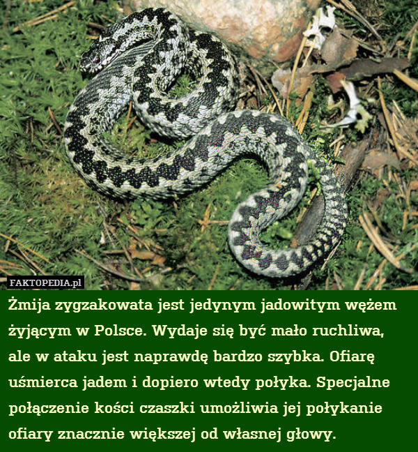 Żmija zygzakowata jest jedynym jadowitym wężem żyjącym w Polsce. Wydaje się być mało ruchliwa, ale w ataku jest naprawdę bardzo szybka. Ofiarę uśmierca jadem i dopiero wtedy połyka. Specjalne połączenie kości czaszki umożliwia jej połykanie ofiary znacznie większej od własnej głowy. 
