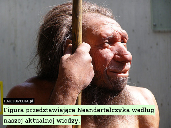 Figura przedstawiająca Neandertalczyka według naszej aktualnej wiedzy. 