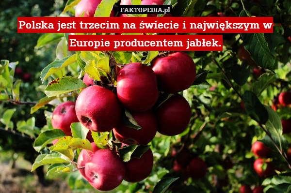 Polska jest trzecim na świecie i największym w Europie producentem jabłek. 