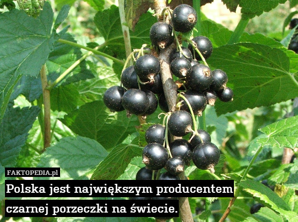 Polska jest największym producentem
czarnej porzeczki na świecie. 