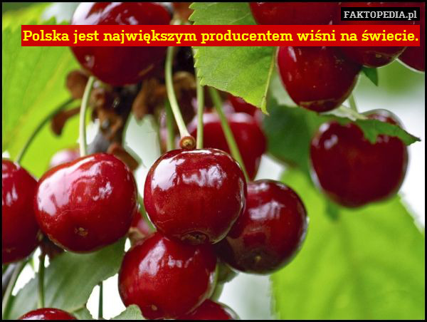 Polska jest największym producentem wiśni na świecie. 