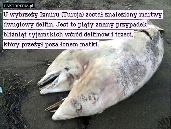 U wybrzeży Izmiru (Turcja) został znaleziony martwy dwugłowy delfin. Jest to piąty znany przypadek bliźniąt syjamskich wśród delfinów i trzeci,
który przeżył poza łonem matki. 