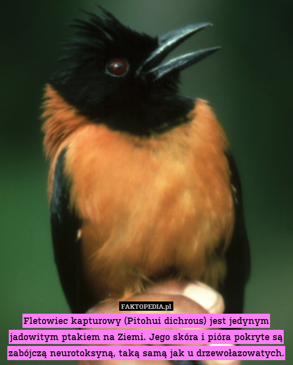 Fletowiec kapturowy (Pitohui dichrous) jest jedynym jadowitym ptakiem na Ziemi. Jego skóra i pióra pokryte są zabójczą neurotoksyną, taką samą jak u drzewołazowatych. 