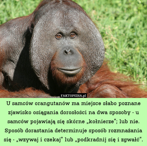 U samców orangutanów ma miejsce słabo poznane zjawisko osiągania dorosłości na dwa sposoby - u samców pojawiają się skórne „kołnierze”; lub nie. Sposób dorastania determinuje sposób rozmnażania się - „wzywaj i czekaj” lub „podkradnij się i zgwałć”. 