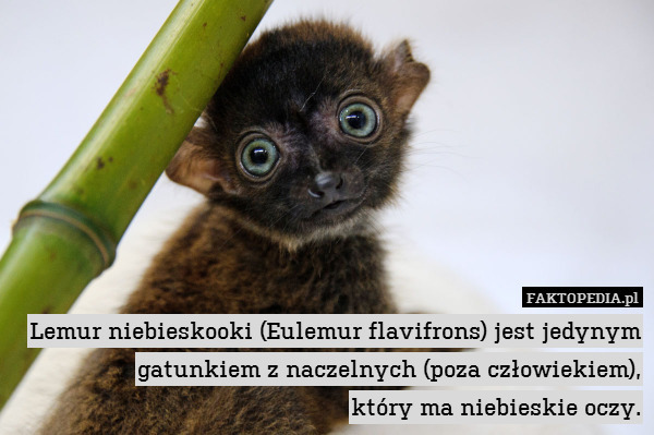Lemur niebieskooki (Eulemur flavifrons) jest jedynym gatunkiem z naczelnych (poza człowiekiem),
który ma niebieskie oczy. 