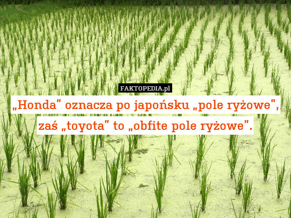 „Honda” oznacza po japońsku „pole ryżowe”, zaś „toyota” to „obfite pole ryżowe”. 