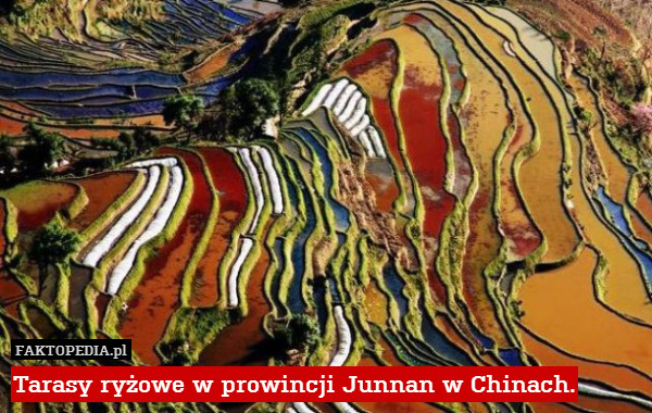 Tarasy ryżowe w prowincji Junnan w Chinach. 