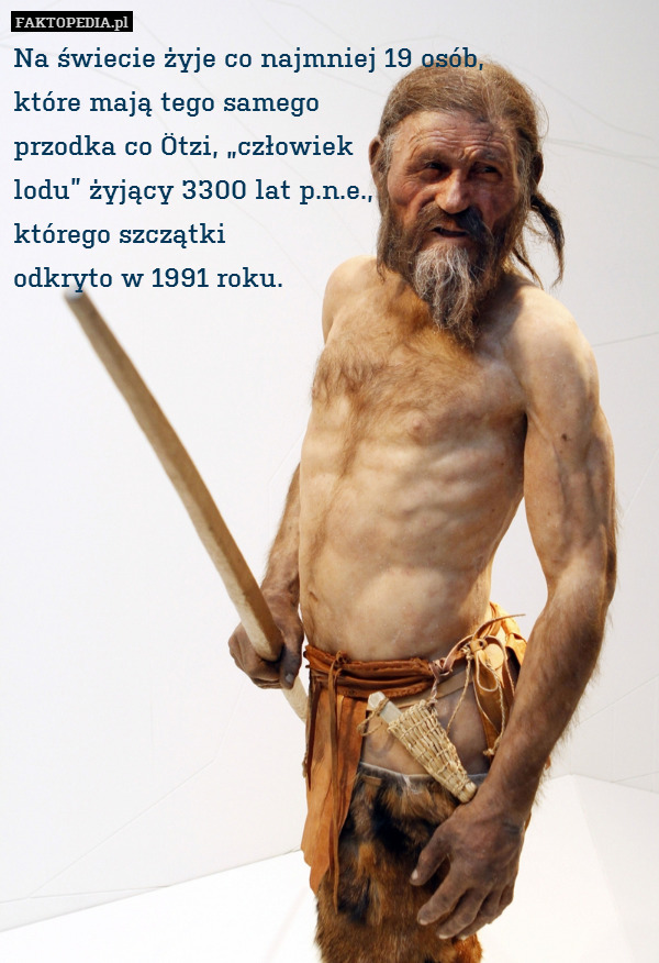 Na świecie żyje co najmniej 19 osób,
które mają tego samego
przodka co Ötzi, „człowiek
lodu” żyjący 3300 lat p.n.e.,
którego szczątki
odkryto w 1991 roku. 