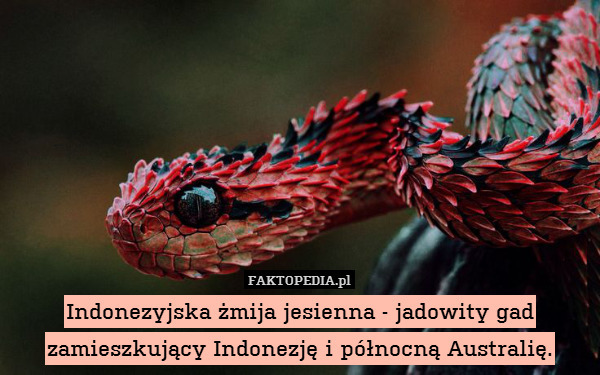 Indonezyjska żmija jesienna - jadowity gad zamieszkujący Indonezję i północną Australię. 