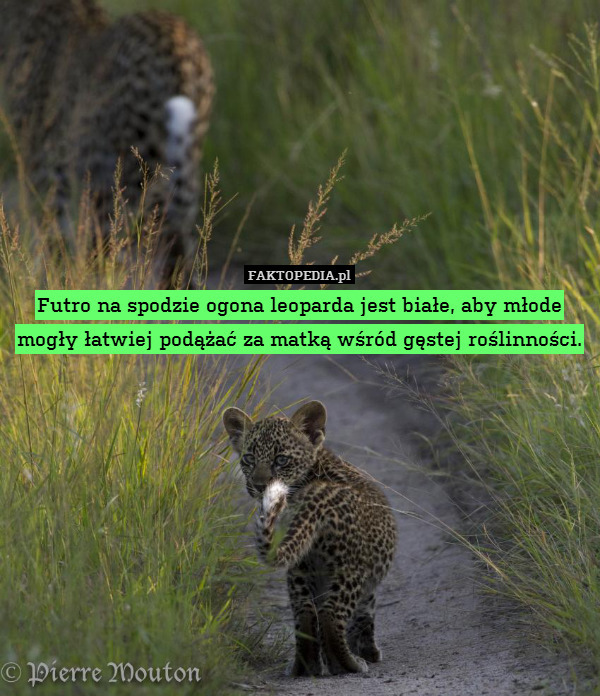 Futro na spodzie ogona leoparda jest białe, aby młode mogły łatwiej podążać za matką wśród gęstej roślinności. 