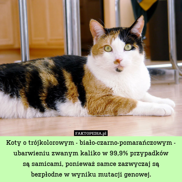 Koty o trójkolorowym - biało-czarno-pomarańczowym - ubarwieniu zwanym kaliko w 99,9% przypadków
są samicami, ponieważ samce zazwyczaj są
bezpłodne w wyniku mutacji genowej. 