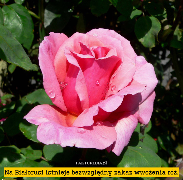 Na Białorusi istnieje bezwzględny zakaz wwożenia róż. 