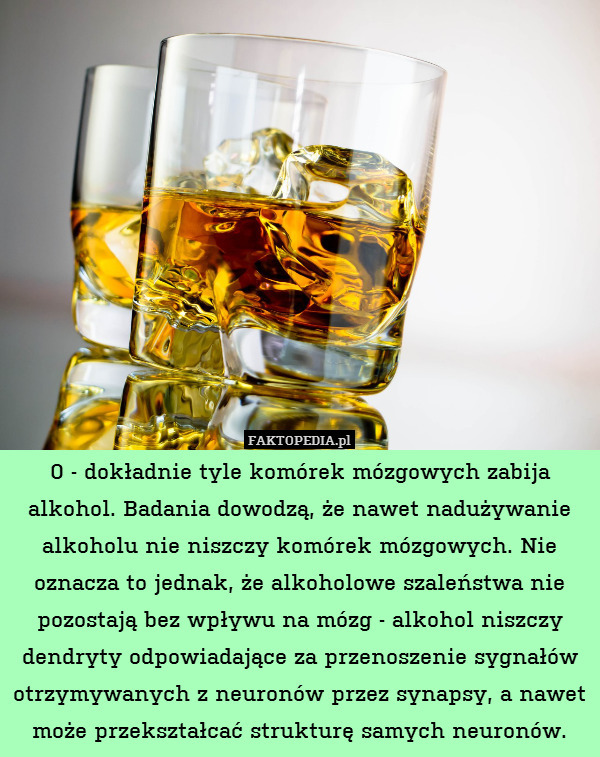 0 - dokładnie tyle komórek mózgowych zabija alkohol. Badania dowodzą, że nawet nadużywanie alkoholu nie niszczy komórek mózgowych. Nie oznacza to jednak, że alkoholowe szaleństwa nie pozostają bez wpływu na mózg - alkohol niszczy dendryty odpowiadające za przenoszenie sygnałów otrzymywanych z neuronów przez synapsy, a nawet może przekształcać strukturę samych neuronów. 