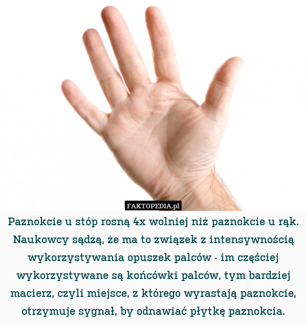 Paznokcie u stóp rosną 4x wolniej niż paznokcie u rąk. Naukowcy sądzą, że ma to związek z intensywnością wykorzystywania opuszek palców - im częściej wykorzystywane są końcówki palców, tym bardziej macierz, czyli miejsce, z którego wyrastają paznokcie, otrzymuje sygnał, by odnawiać płytkę paznokcia. 