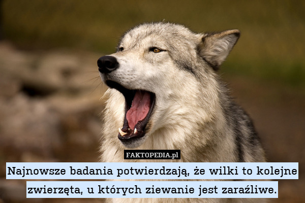 Najnowsze badania potwierdzają, że wilki to kolejne zwierzęta, u których ziewanie jest zaraźliwe. 