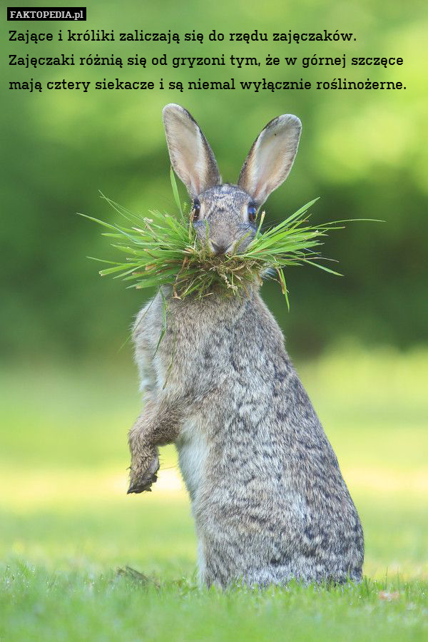 Zające i króliki zaliczają się do rzędu zajęczaków. Zajęczaki różnią się od gryzoni tym, że w górnej szczęce mają cztery siekacze i są niemal wyłącznie roślinożerne. 