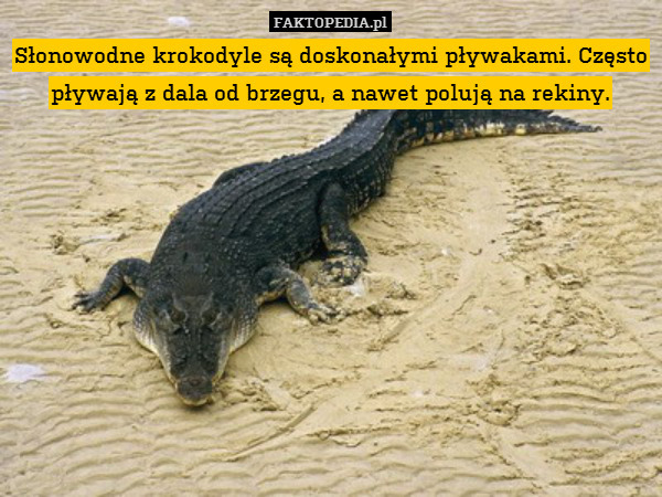 Słonowodne krokodyle są doskonałymi pływakami. Często pływają z dala od brzegu, a nawet polują na rekiny. 
