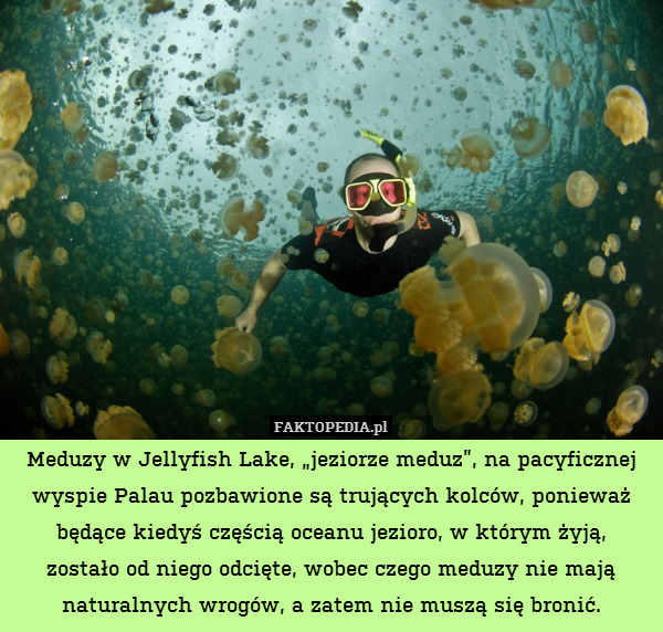 Meduzy w Jellyfish Lake, „jeziorze meduz”, na pacyficznej wyspie Palau pozbawione są trujących kolców, ponieważ będące kiedyś częścią oceanu jezioro, w którym żyją,
zostało od niego odcięte, wobec czego meduzy nie mają naturalnych wrogów, a zatem nie muszą się bronić. 