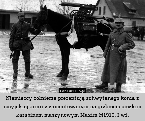 Niemieccy żołnierze prezentują schwytanego konia z rosyjskiej armii z zamontowanym na grzbiecie ciężkim karabinem maszynowym Maxim M1910. I wś. 