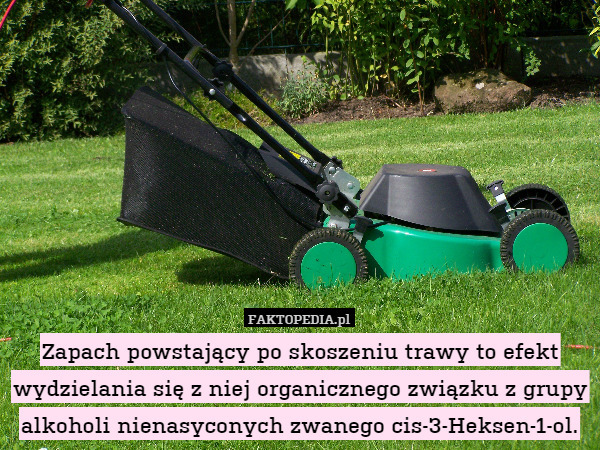 Zapach powstający po skoszeniu trawy to efekt wydzielania się z niej organicznego związku z grupy alkoholi nienasyconych zwanego cis-3-Heksen-1-ol. 