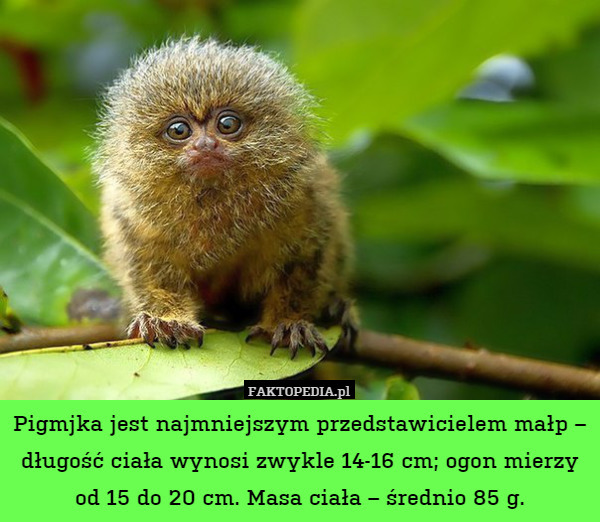 Pigmjka jest najmniejszym przedstawicielem małp – długość ciała wynosi zwykle 14-16 cm; ogon mierzy od 15 do 20 cm. Masa ciała – średnio 85 g. 