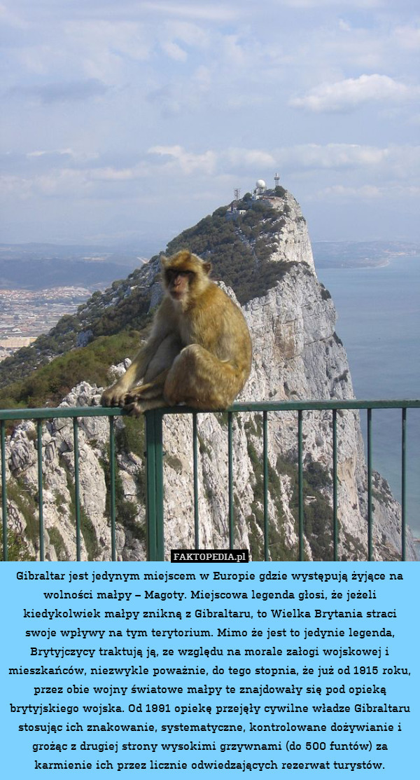 Gibraltar jest jedynym miejscem w Europie gdzie występują żyjące na wolności małpy – Magoty. Miejscowa legenda głosi, że jeżeli kiedykolwiek małpy znikną z Gibraltaru, to Wielka Brytania straci swoje wpływy na tym terytorium. Mimo że jest to jedynie legenda, Brytyjczycy traktują ją, ze względu na morale załogi wojskowej i mieszkańców, niezwykle poważnie, do tego stopnia, że już od 1915 roku, przez obie wojny światowe małpy te znajdowały się pod opieką brytyjskiego wojska. Od 1991 opiekę przejęły cywilne władze Gibraltaru stosując ich znakowanie, systematyczne, kontrolowane dożywianie i grożąc z drugiej strony wysokimi grzywnami (do 500 funtów) za karmienie ich przez licznie odwiedzających rezerwat turystów. 