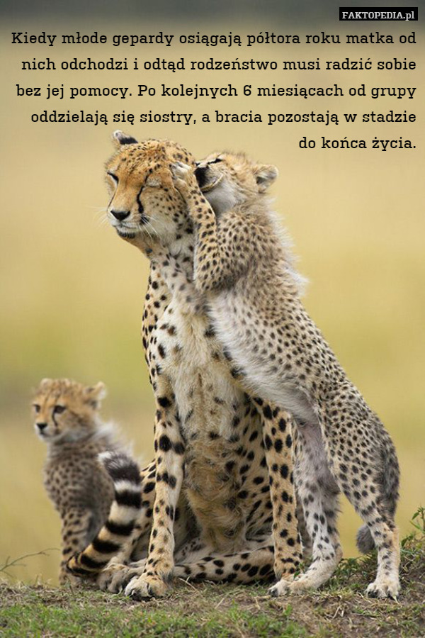 Kiedy młode gepardy osiągają półtora roku matka od nich odchodzi i odtąd rodzeństwo musi radzić sobie bez jej pomocy. Po kolejnych 6 miesiącach od grupy oddzielają się siostry, a bracia pozostają w stadzie do końca życia. 