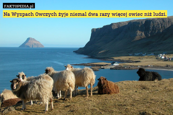 Na Wyspach Owczych żyje niemal dwa razy więcej owiec niż ludzi. 