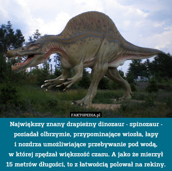 Największy znany drapieżny dinozaur - spinozaur - posiadał olbrzymie, przypominające wiosła, łapy
i nozdrza umożliwiające przebywanie pod wodą,
w której spędzał większość czasu. A jako że mierzył
15 metrów długości, to z łatwością polował na rekiny. 