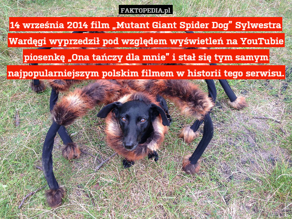 14 września 2014 film „Mutant Giant Spider Dog” Sylwestra Wardęgi wyprzedził pod względem wyświetleń na YouTubie piosenkę „Ona tańczy dla mnie” i stał się tym samym najpopularniejszym polskim filmem w historii tego serwisu. 