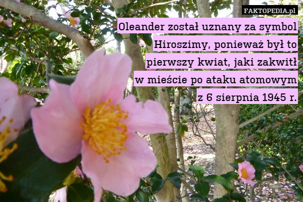 Oleander został uznany za symbol
Hiroszimy, ponieważ był to
pierwszy kwiat, jaki zakwitł
w mieście po ataku atomowym
z 6 sierpnia 1945 r. 