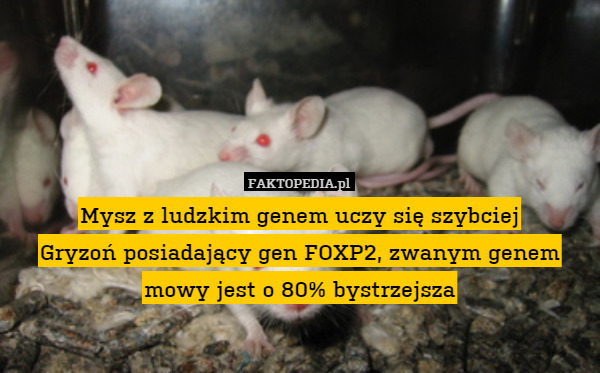 Mysz z ludzkim genem uczy się szybciej
Gryzoń posiadający gen FOXP2, zwanym genem mowy jest o 80% bystrzejsza 