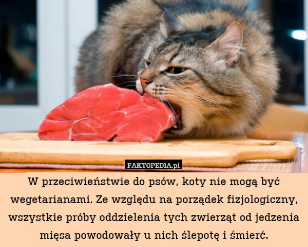 W przeciwieństwie do psów, koty nie mogą być wegetarianami. Ze względu na porządek fizjologiczny, wszystkie próby oddzielenia tych zwierząt od jedzenia mięsa powodowały u nich ślepotę i śmierć. 