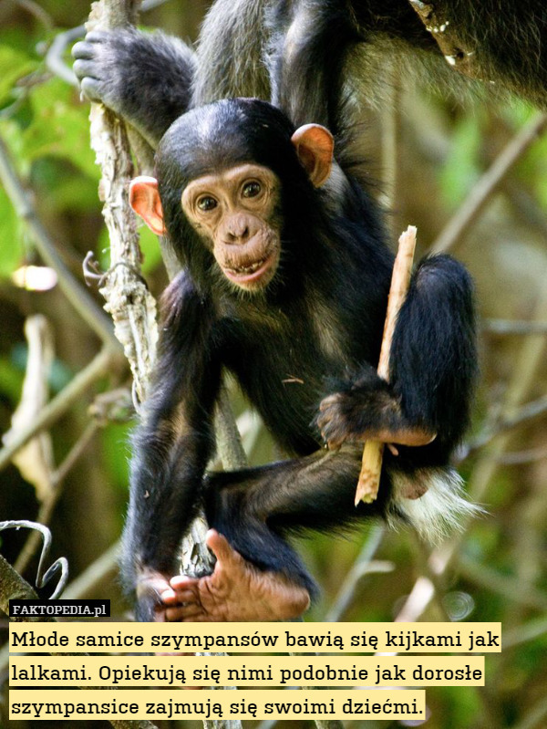 Młode samice szympansów bawią się kijkami jak lalkami. Opiekują się nimi podobnie jak dorosłe szympansice zajmują się swoimi dziećmi. 