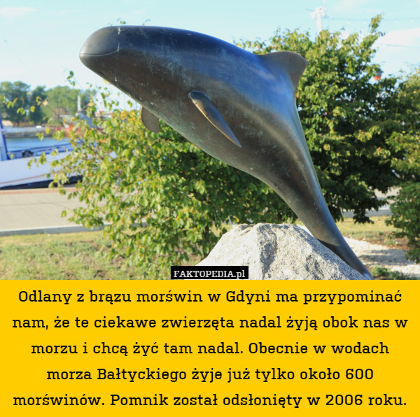 Odlany z brązu morświn w Gdyni ma przypominać nam, że te ciekawe zwierzęta nadal żyją obok nas w morzu i chcą żyć tam nadal. Obecnie w wodach morza Bałtyckiego żyje już tylko około 600 morświnów. Pomnik został odsłonięty w 2006 roku. 
