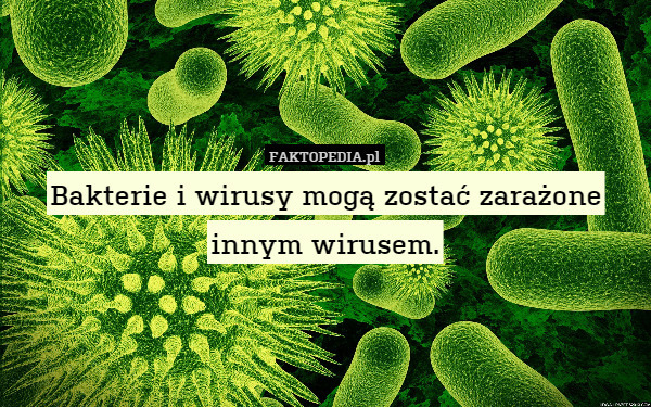 Bakterie i wirusy mogą zostać zarażone innym wirusem. 