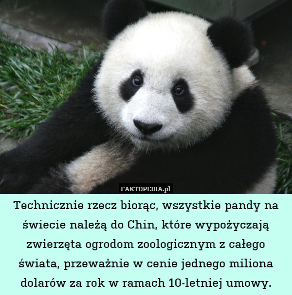 Technicznie rzecz biorąc, wszystkie pandy na świecie należą do Chin, które wypożyczają zwierzęta ogrodom zoologicznym z całego świata, przeważnie w cenie jednego miliona dolarów za rok w ramach 10-letniej umowy. 